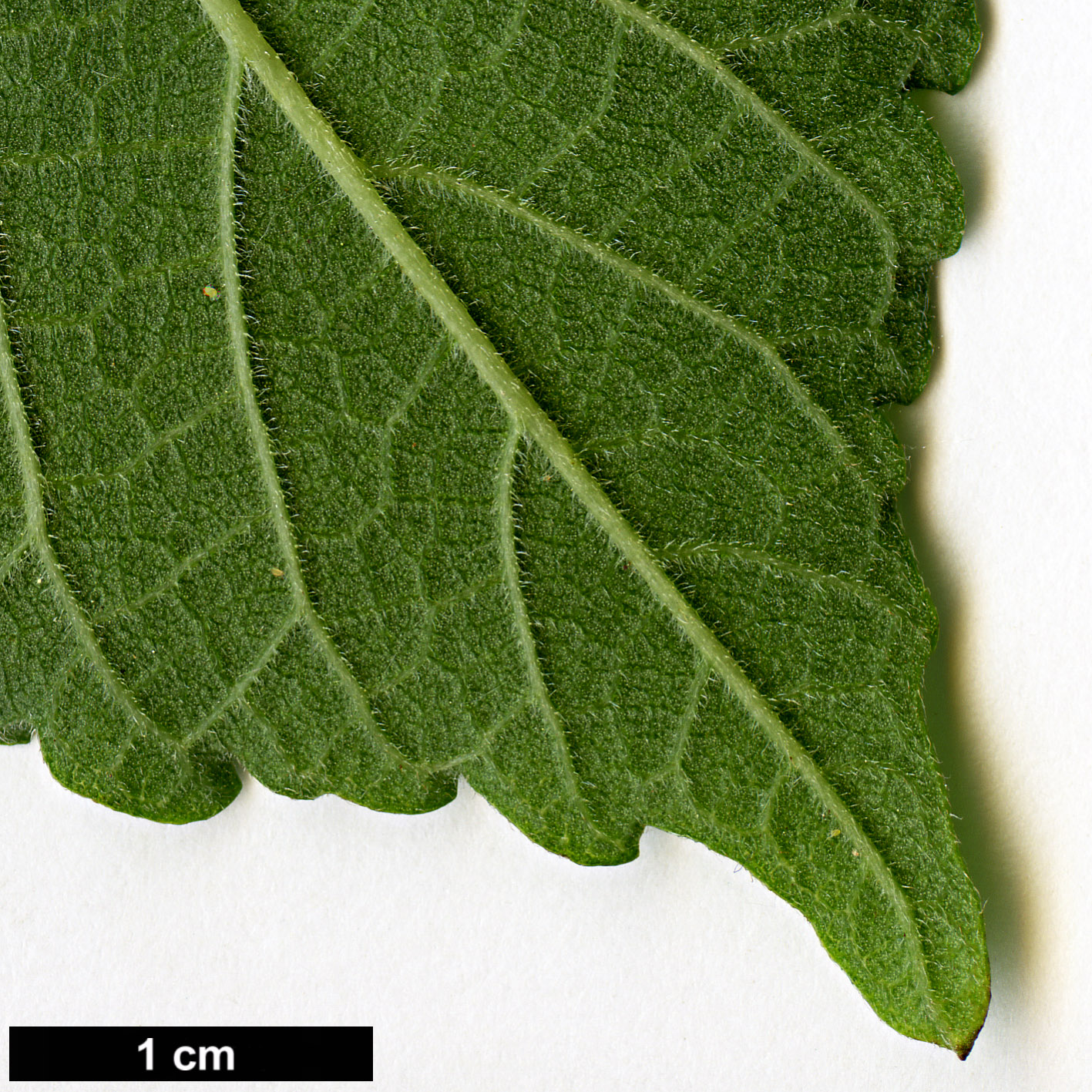 High resolution image: Family: Moraceae - Genus: Morus - Taxon: nigra 